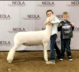 Williams Show Lambs Winners