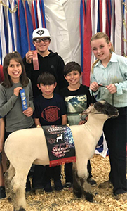 Williams Show Lambs Winners
