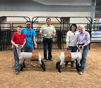 Williams Show Lambs Winners