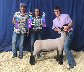 Williams Show Lambs Winners