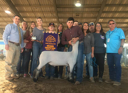 Williams Show Lambs Winners