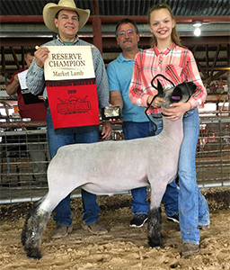 Williams Show Lambs