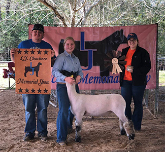 Williams Show Lambs Winners
