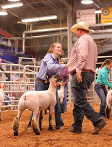Williams Show Lambs Winners