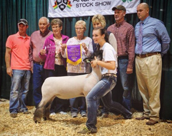 Williams Show Lambs Champion