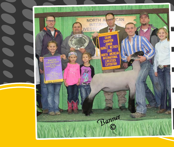 Williams Show Lambs