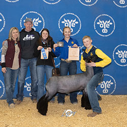 Williams Show Lambs