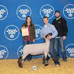 Williams Show Lambs